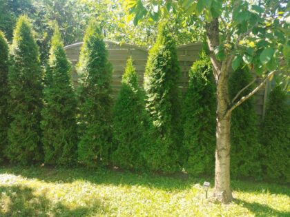 Medinės tvoros segmentas 44-2, 180 x 180 / 160 cm - Image 4